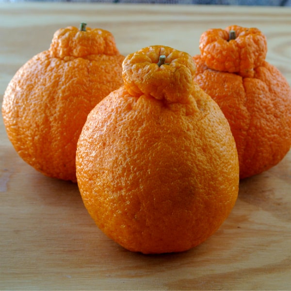 Sumo orange is an amazing fruit Sumo orange is an amazing fruit