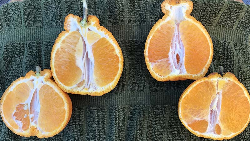 What does orange sumo taste like What does orange sumo taste like