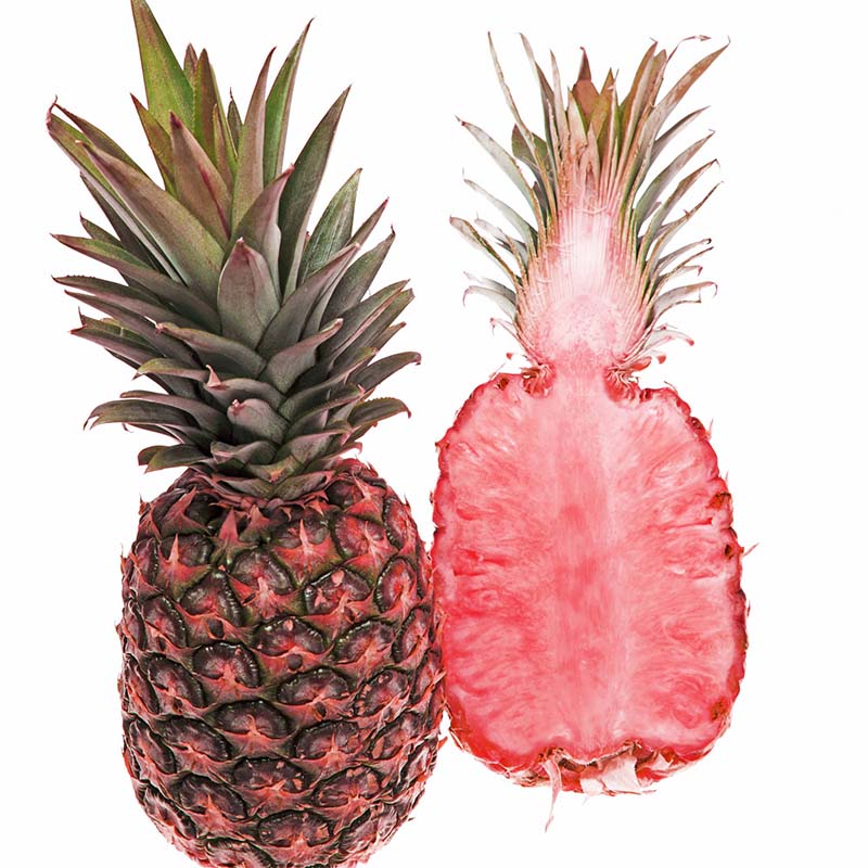 The yellow beta carotene pigment in normal pineapple will turn into the pink pigment lycopene The yellow beta carotene pigment in normal pineapple will turn into the pink pigment lycopene