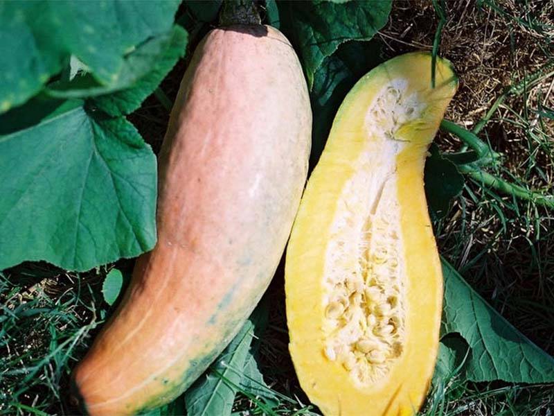 Banana Squash