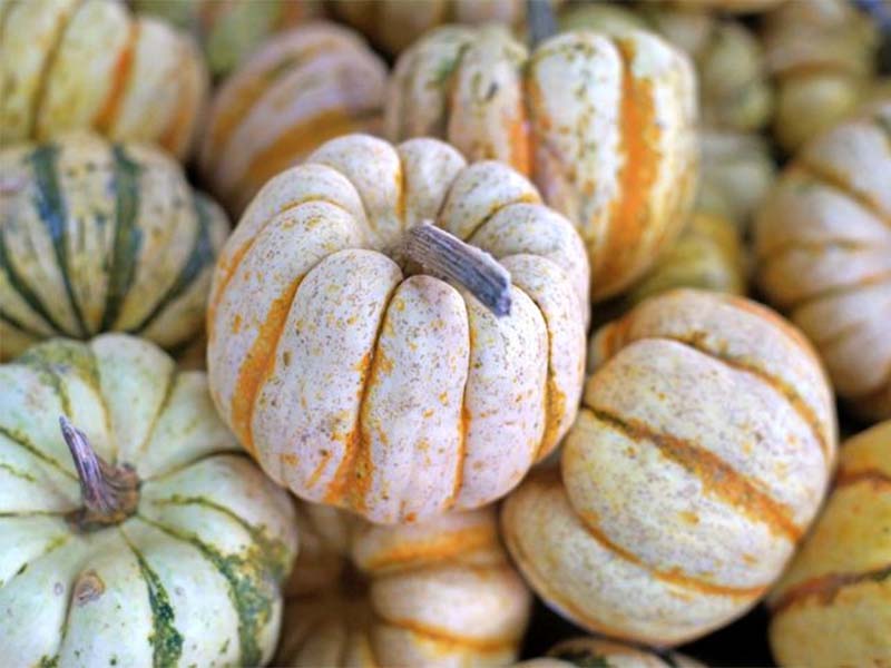 Carnival Squash