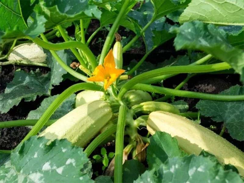 Consider About What Type Of Squash Varieties Your Family Members Eat