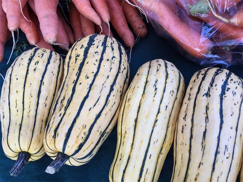 Delicata Squash