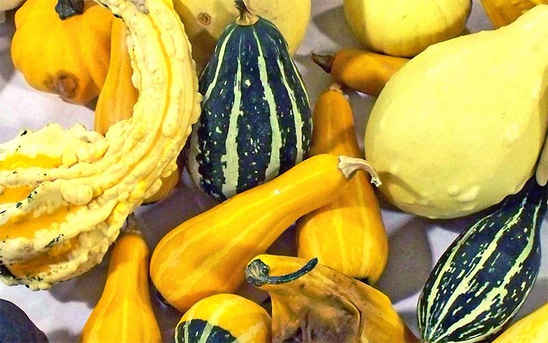 How To Choose The Suitable Type Of Squash Varieties To Grow