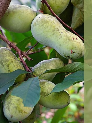 Pawpaw Fruit Reviews