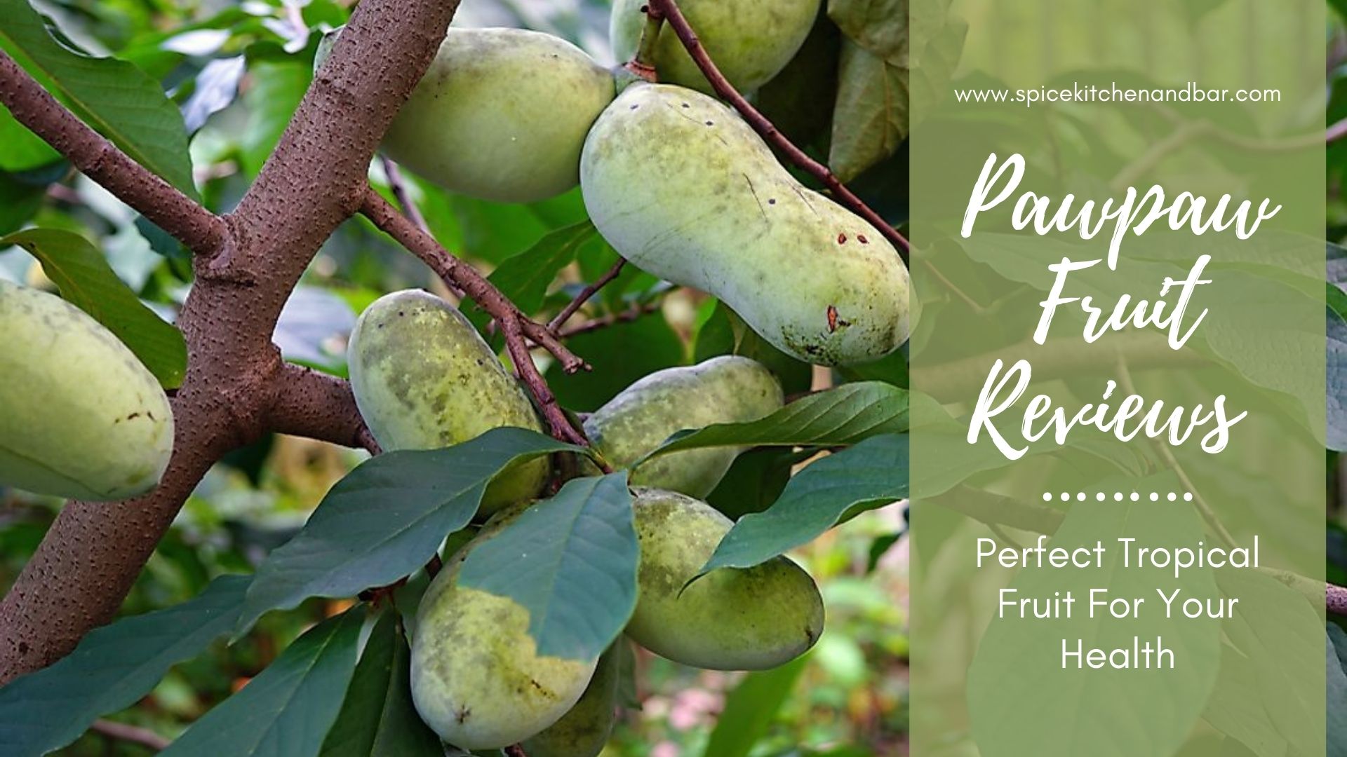 Pawpaw Fruit Reviews