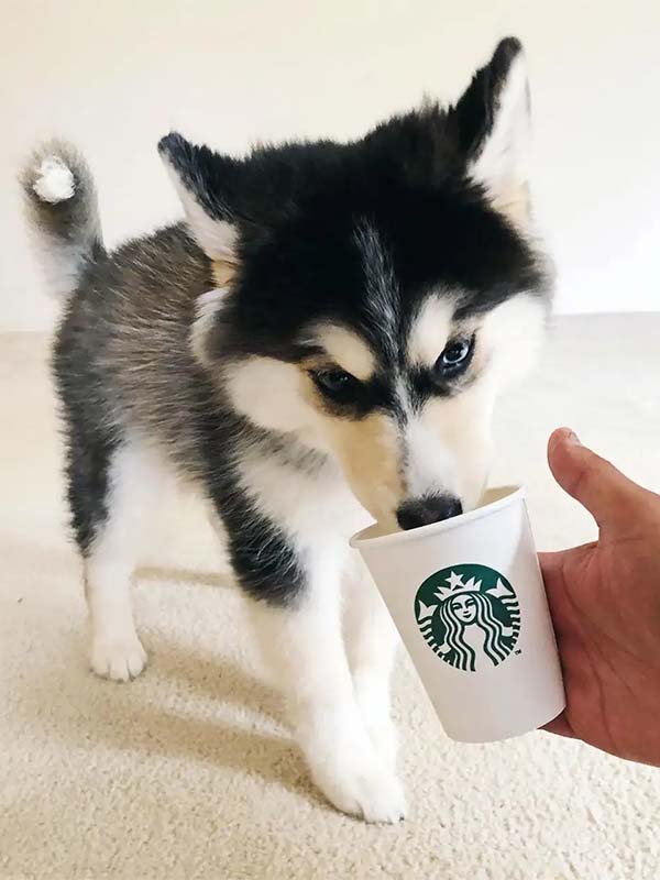 Should Lactose-Intolerant Dogs Drink Puppuccinos