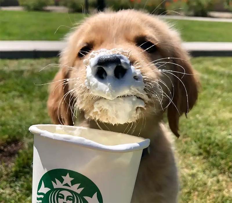 Should You Take Your Dog to Starbucks to Get a Puppuccino