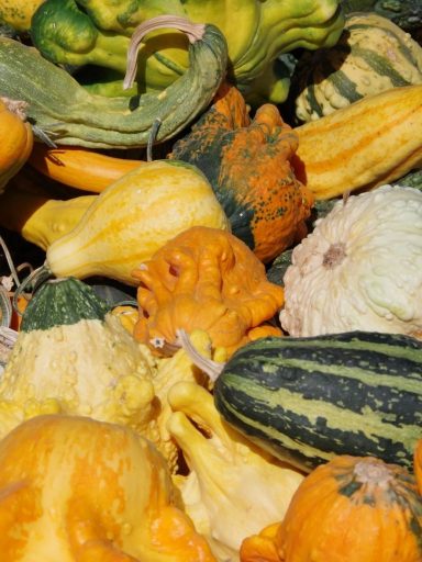 Type Of Squash Varieties You Have Never Known