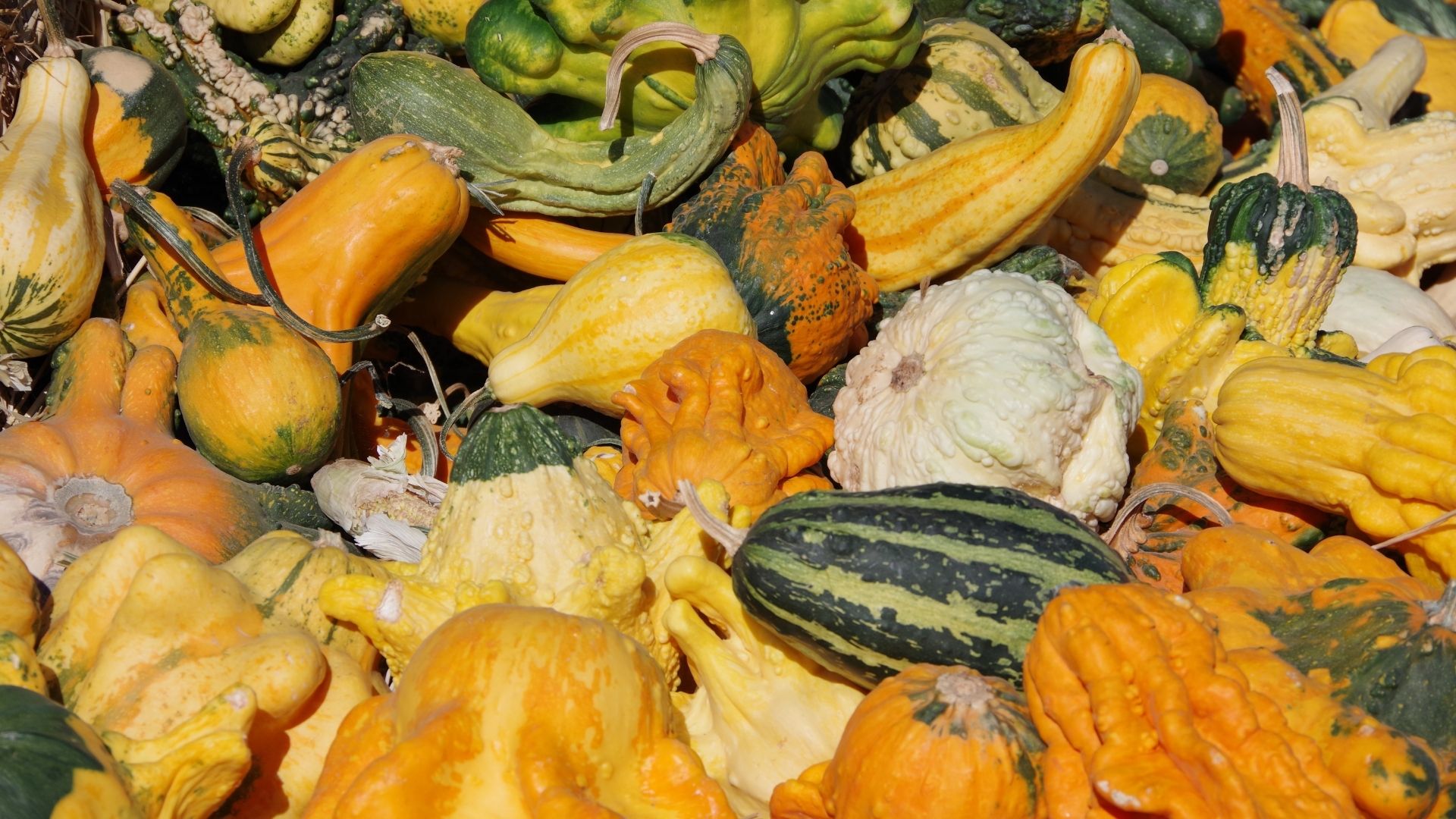 Type Of Squash Varieties You Have Never Known